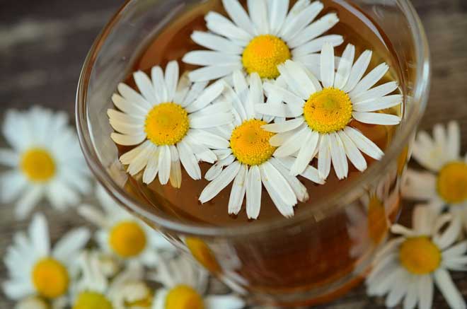 gravida pode tomar cha de erva doce para gases gravida pode tomar chá de camomila de saquinho?