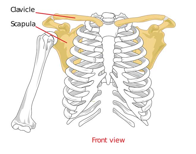 escapula alada musculação remédio para dor na escápula