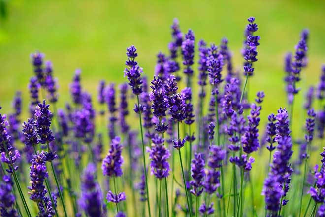 lavanda para insonia e ansiedade lavanda para adormecer rapidamente