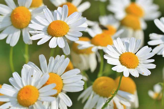 melatonina contra indicação remédio natural caseiro para dormir