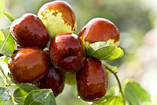 calmante natural para dormir Remédios Fitoterápicos para ansiedade