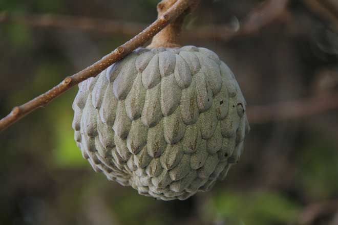 araticum da caatinga araticum fruta pinha