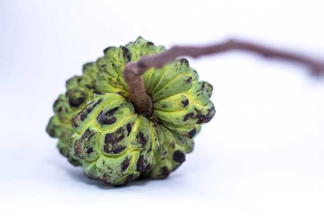 atemoia fruta do conde cha da folha da atemoia serve para que