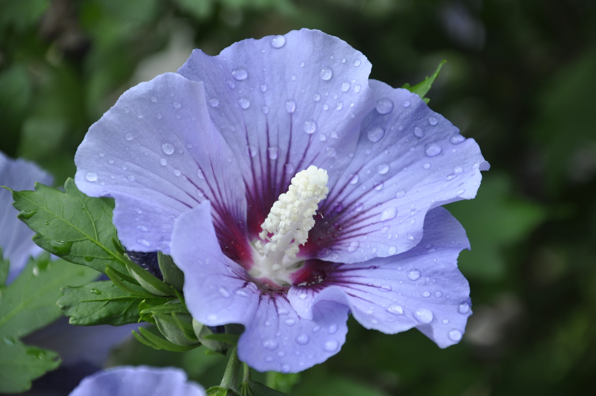 como tomar o chá de hibisco chá de hibisco emagrece em quanto tempo