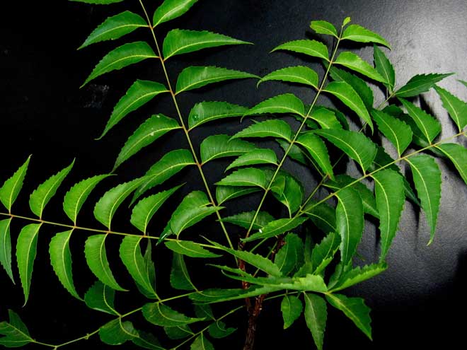 sabonete de neem para que serve como fazer extrato de folhas de neem