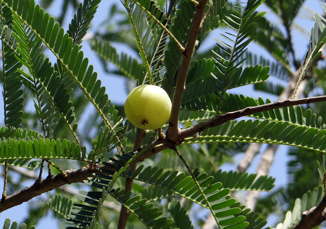 os Benefícios do Amalaki