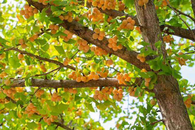 qual o efeito colateral do ginkgo biloba