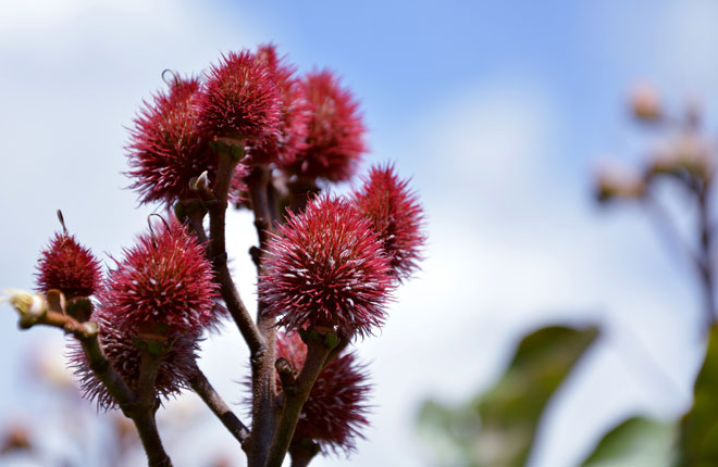 Urucum Para Visão Saudável e Proteção solar