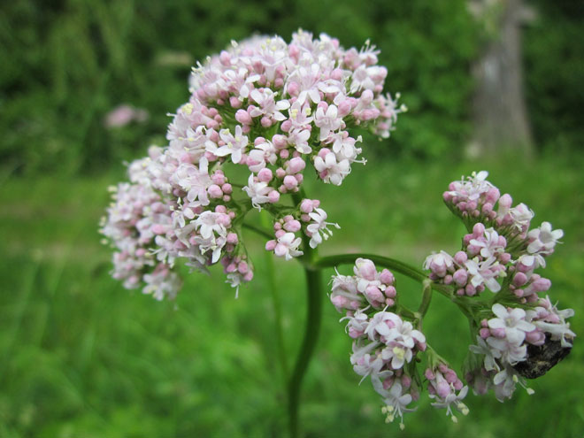 valeriana para ansiedade
