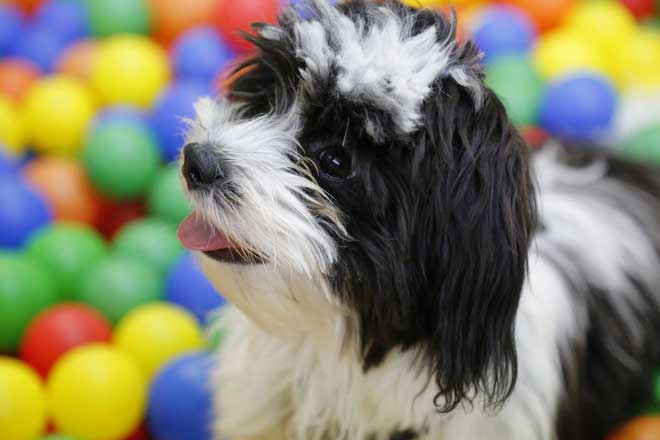 fornecedores de produtos para pet shop