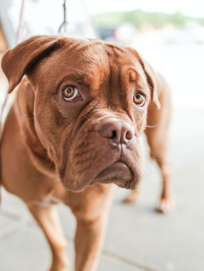 fornecedores de ração para pet shop no atacado